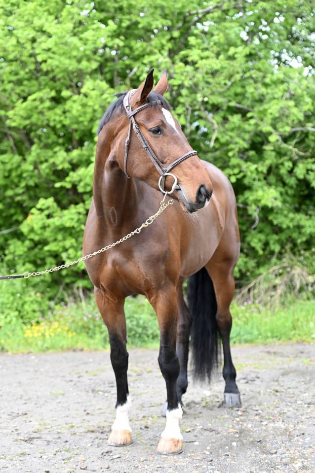 Cavalla Zangersheide In vendita 2018 Baio ,  RICHEBOURG