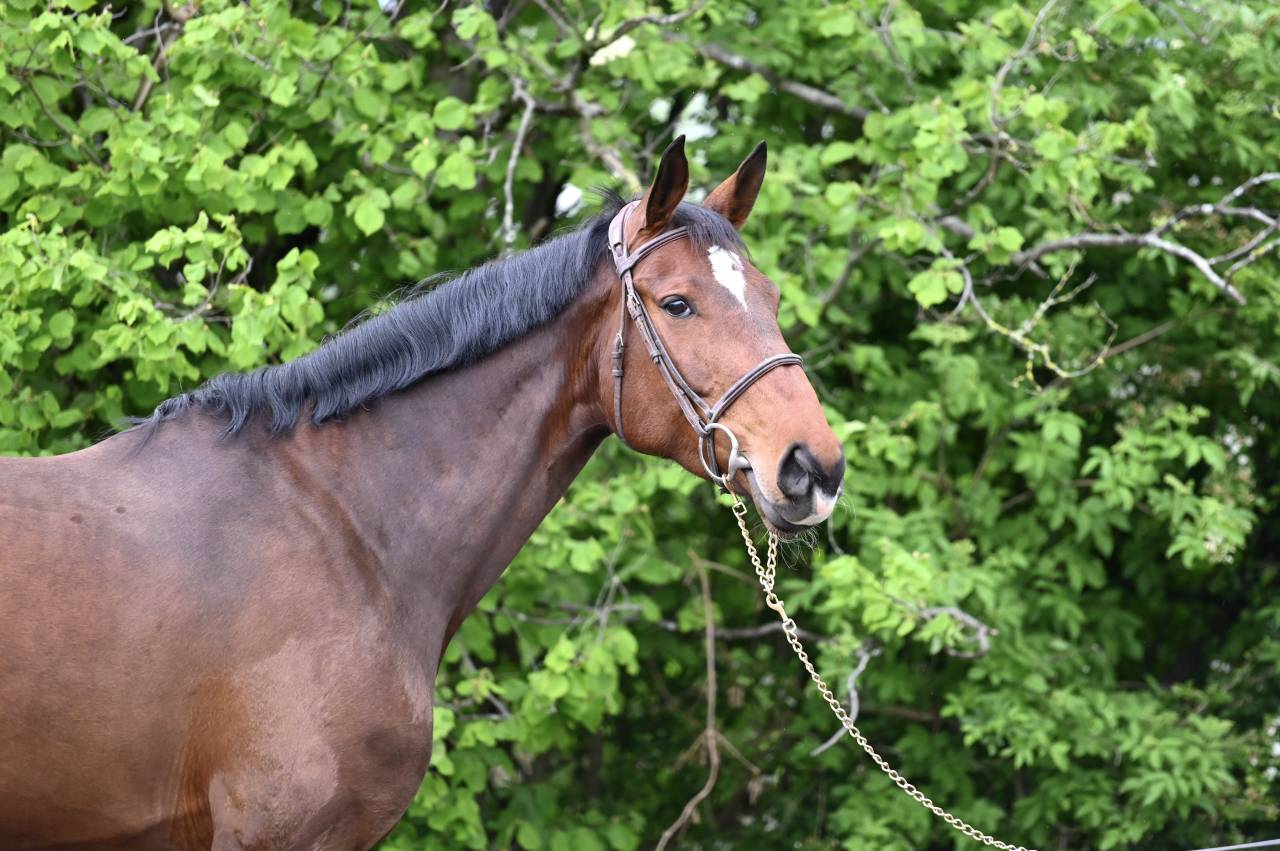 Cavalla Zangersheide In vendita 2018 Baio ,  RICHEBOURG