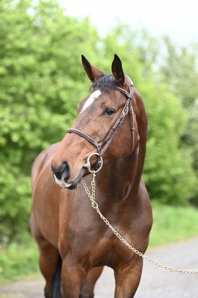 Cavalla Zangersheide In vendita 2018 Baio ,  RICHEBOURG