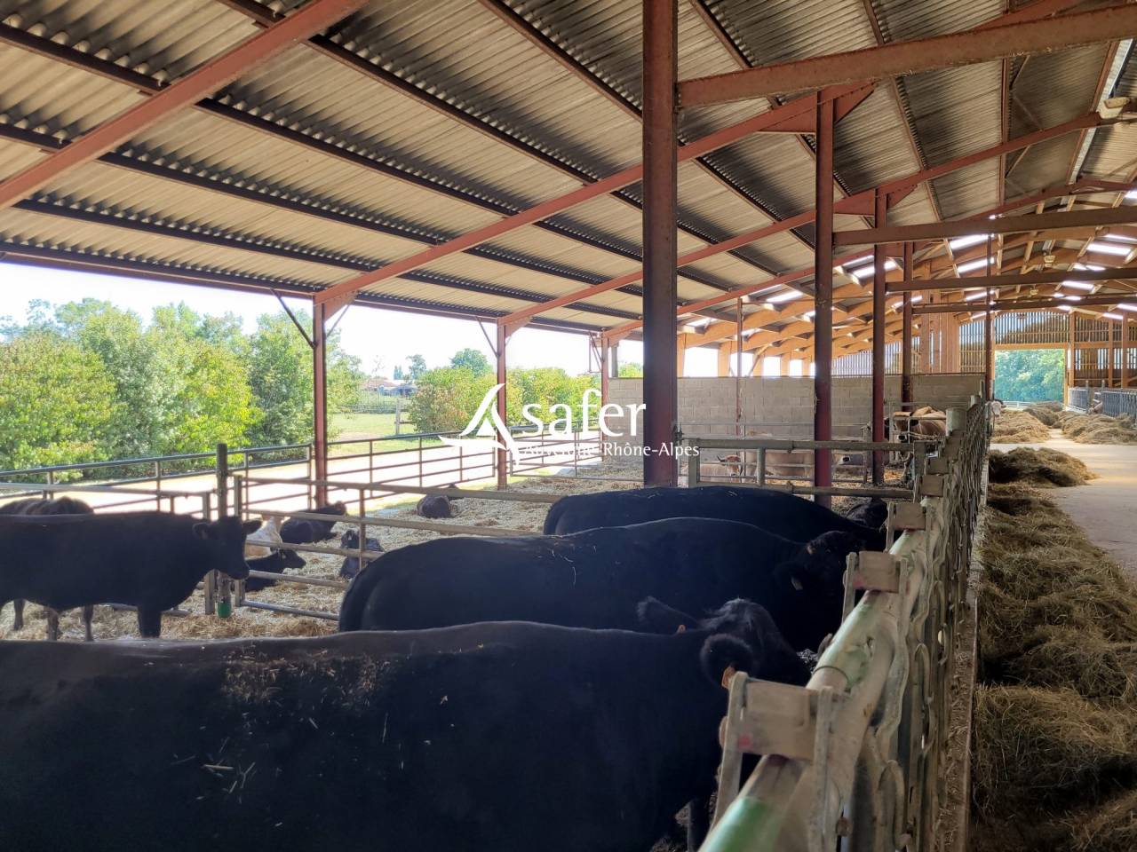 Azienda ovina In vendita Ain