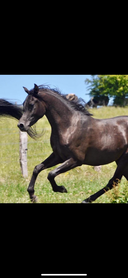 Cavalla Purosangue Arabo In vendita 2016 Nero