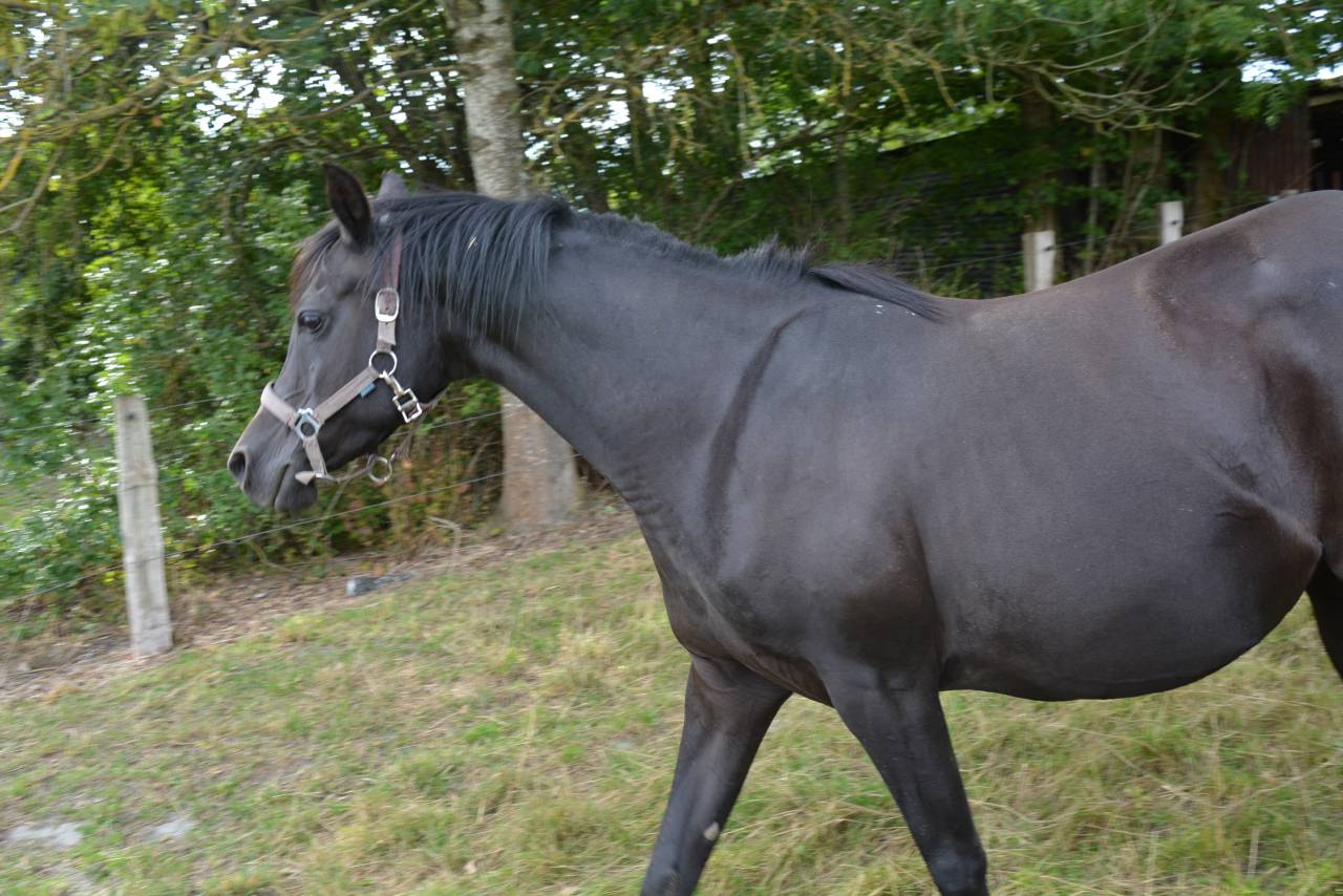 Cavalla Purosangue Arabo In vendita 2016 Nero