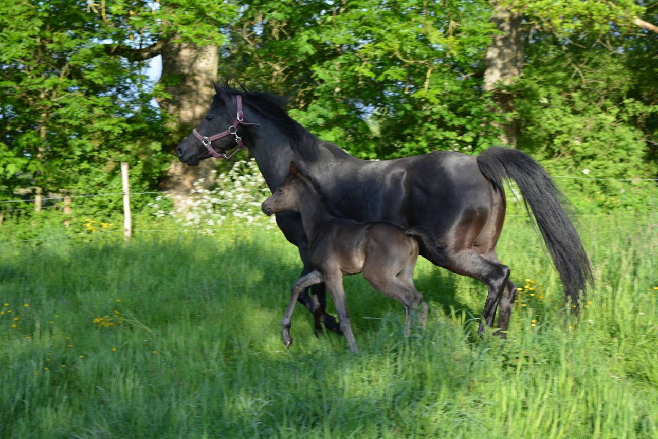 Cavalla Purosangue Arabo In vendita 2016 Nero