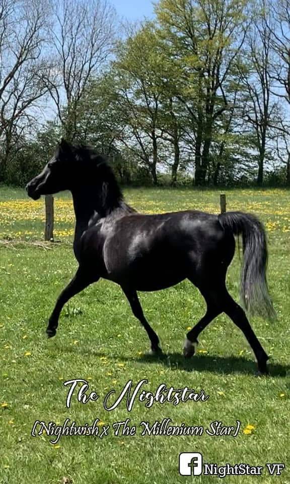 Cavalla Purosangue Arabo In vendita 2016 Nero