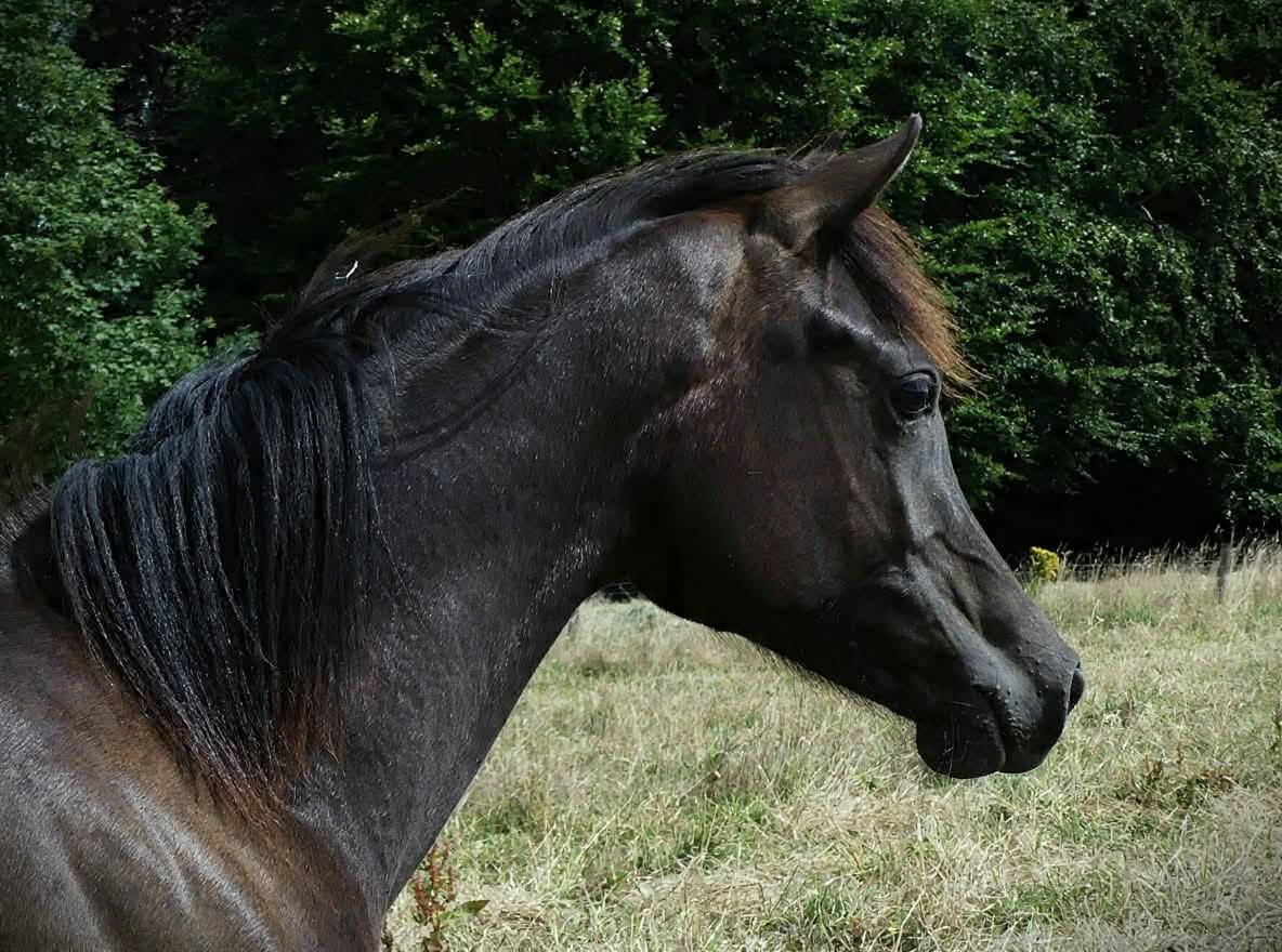 Puledra Purosangue Arabo In vendita 2025 Nero