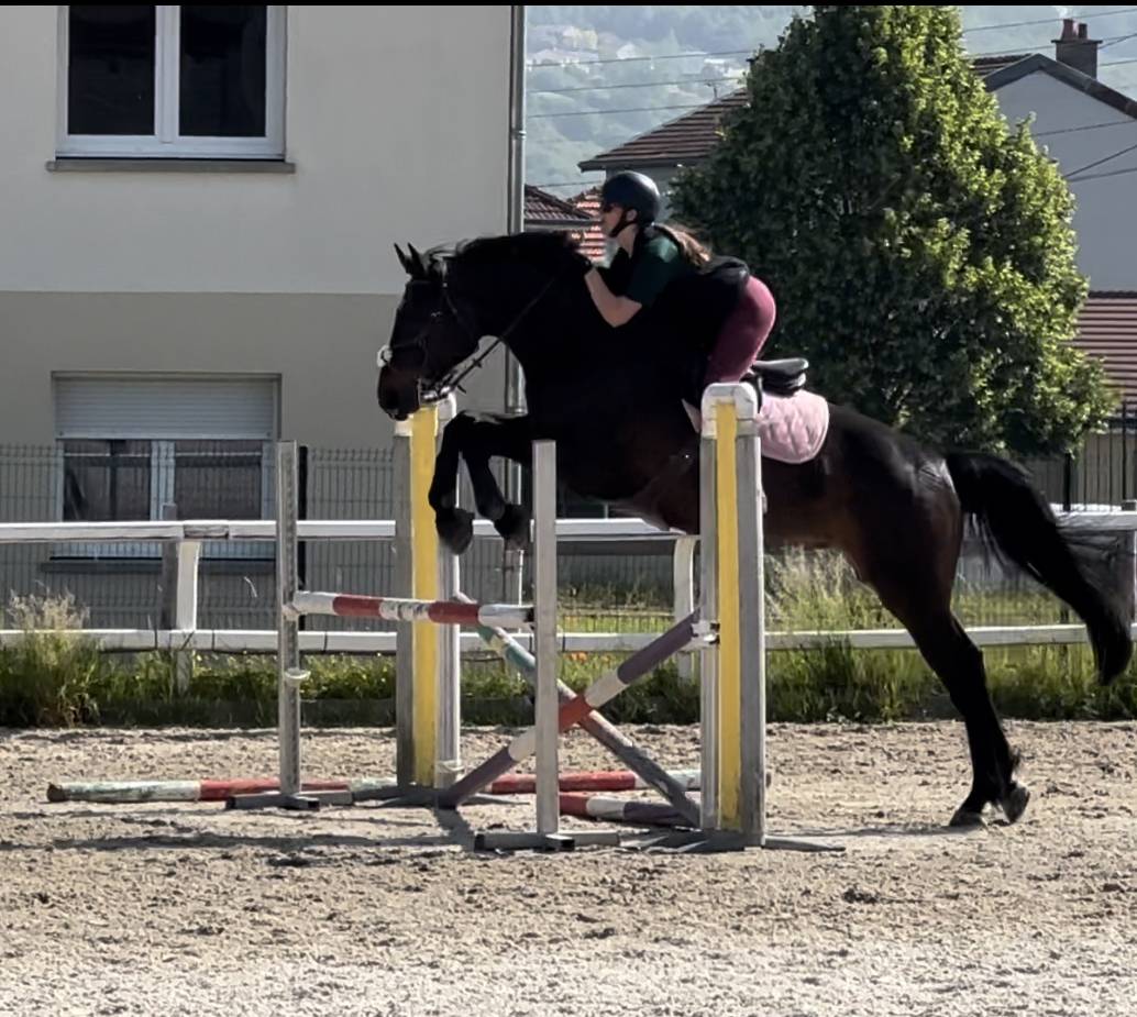 Castrone Sella Francese In vendita 2015 Baio ,  Ulmar mail