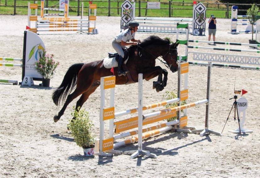 Castrone Sella Francese In vendita 2015 Baio ,  Ulmar mail