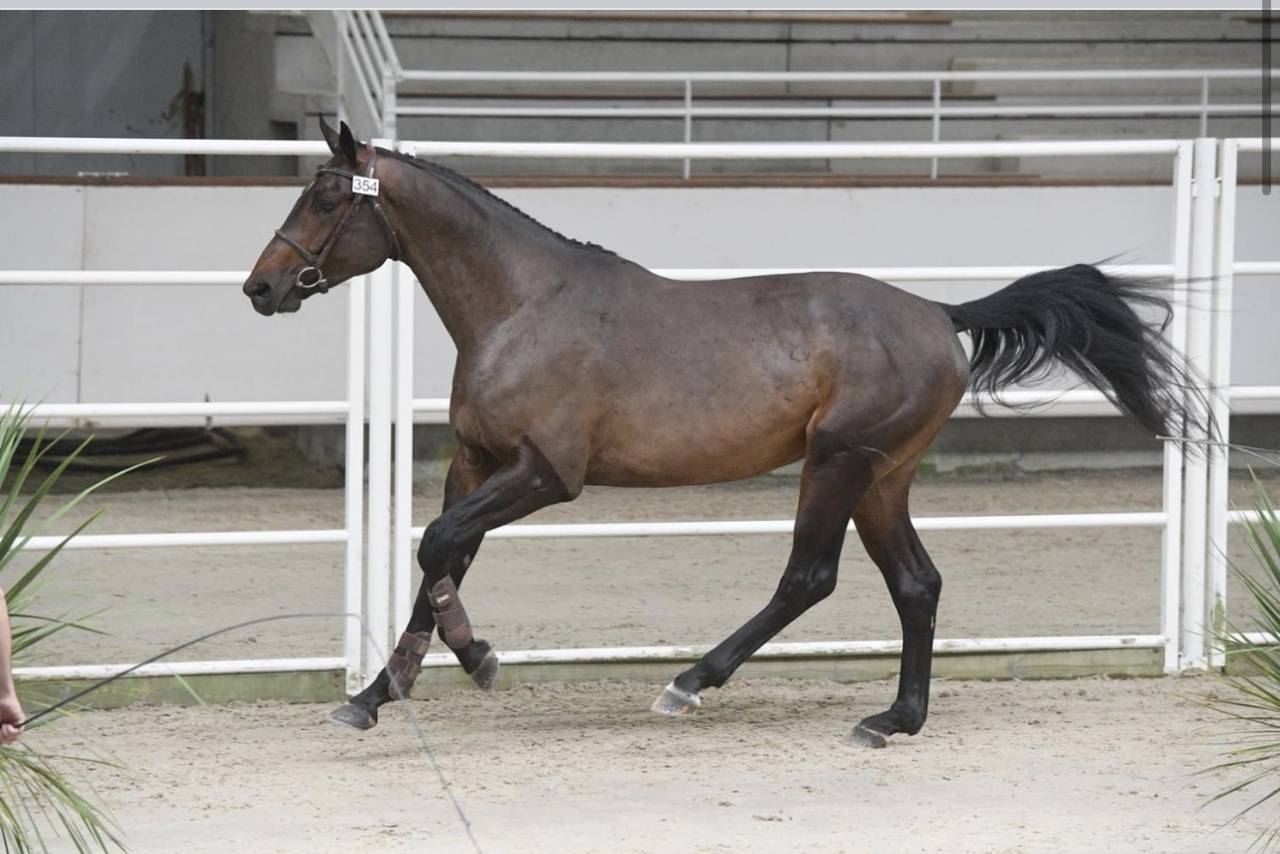 Castrone Sella Francese In vendita 2015 Baio ,  Ulmar mail
