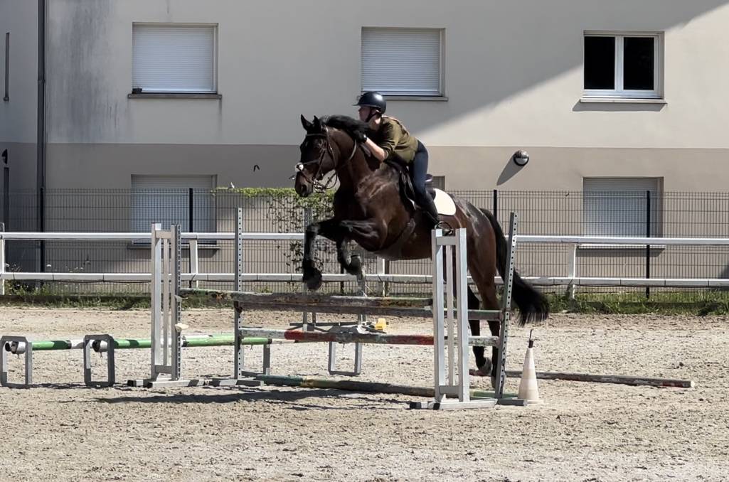 Castrone Sella Francese In vendita 2015 Baio ,  Ulmar mail