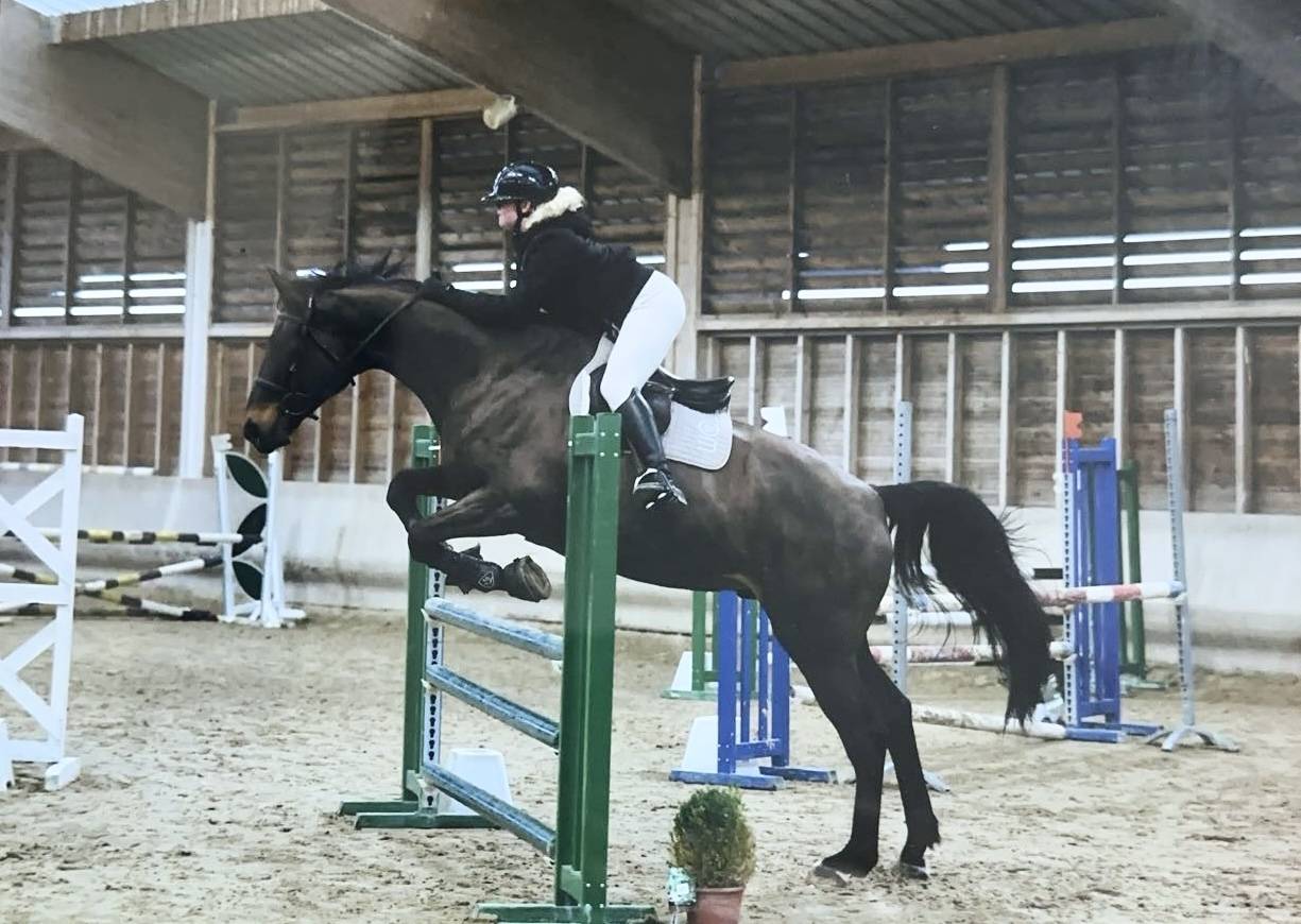 Castrone Sella Francese In vendita 2015 Baio ,  Ulmar mail