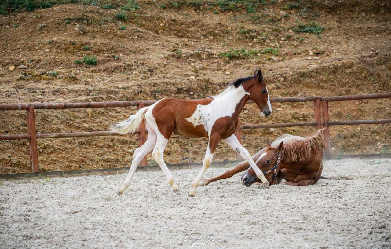 Puledra Zangersheide In vendita 2026 Pezzato ,  Helios morinda