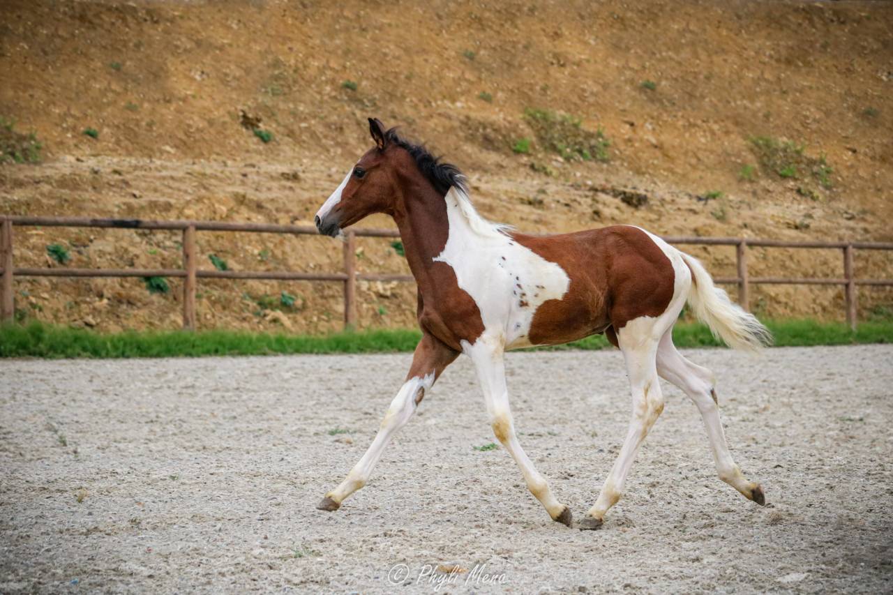 Puledra Zangersheide In vendita 2026 Pezzato ,  Helios morinda