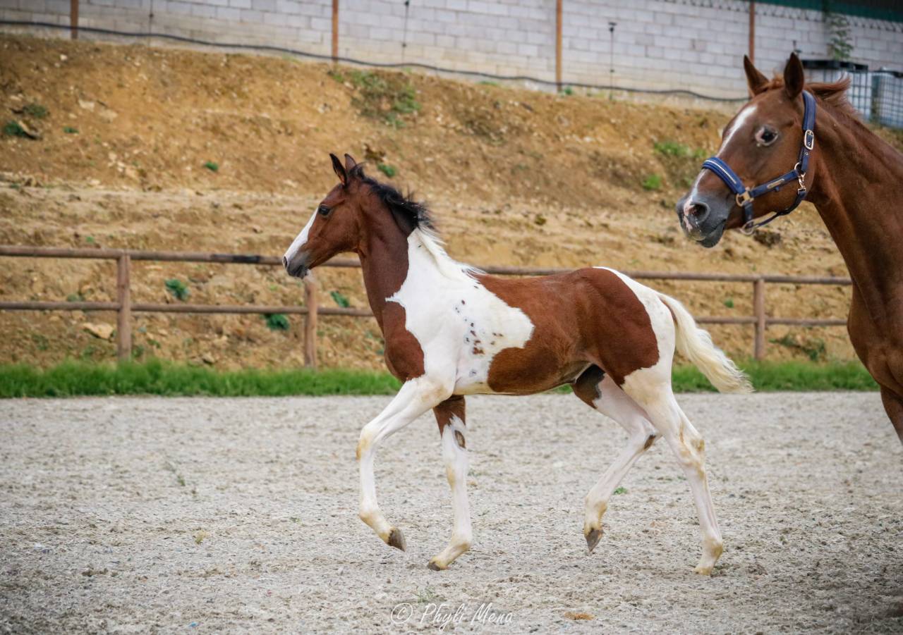 Puledra Zangersheide In vendita 2026 Pezzato ,  Helios morinda
