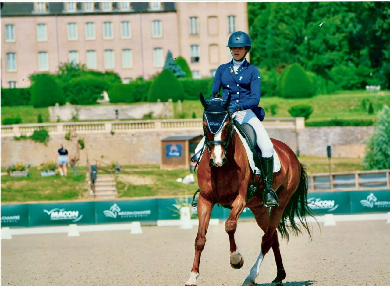Cavalla Hanovrien In vendita 2015 Baio