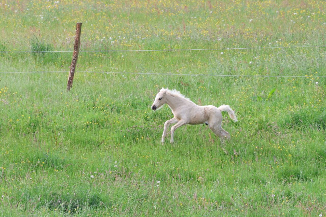 Puledro Welsh Poney (Sezione B) In vendita 2026 Palomino ,  WAXWING ORATOR