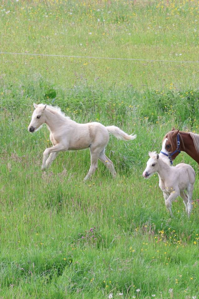 Puledro Welsh Poney (Sezione B) In vendita 2026 Palomino ,  WAXWING ORATOR