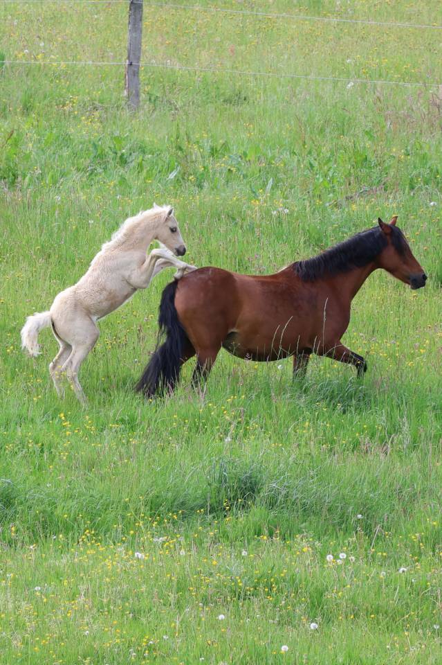 Puledro Welsh Poney (Sezione B) In vendita 2026 Palomino ,  WAXWING ORATOR