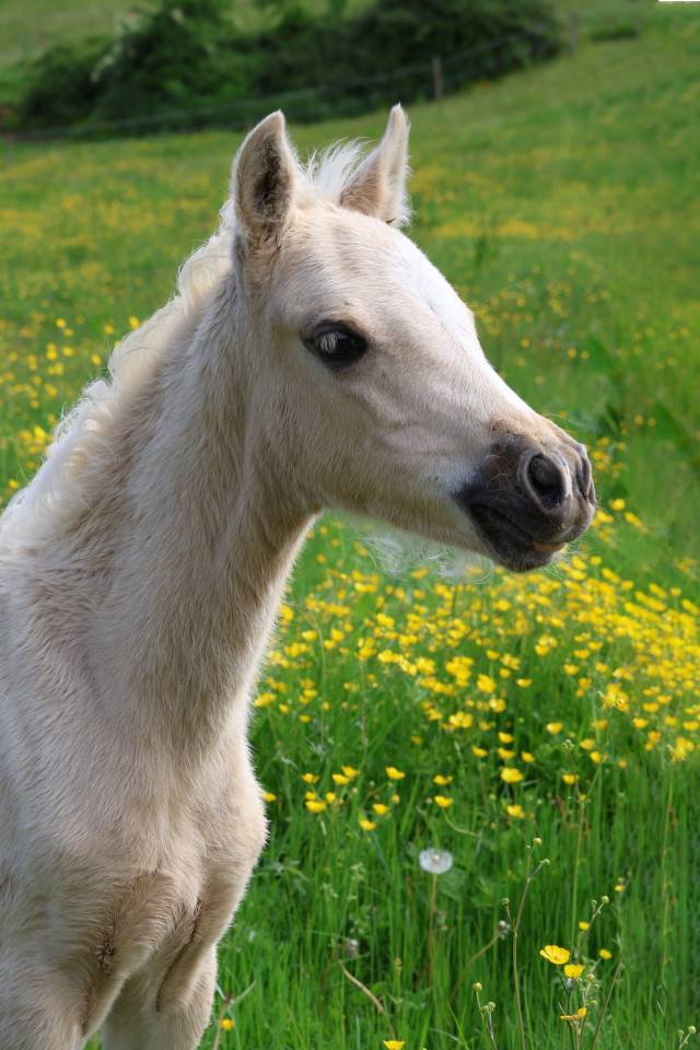 Puledro Welsh Poney (Sezione B) In vendita 2026 Palomino ,  WAXWING ORATOR