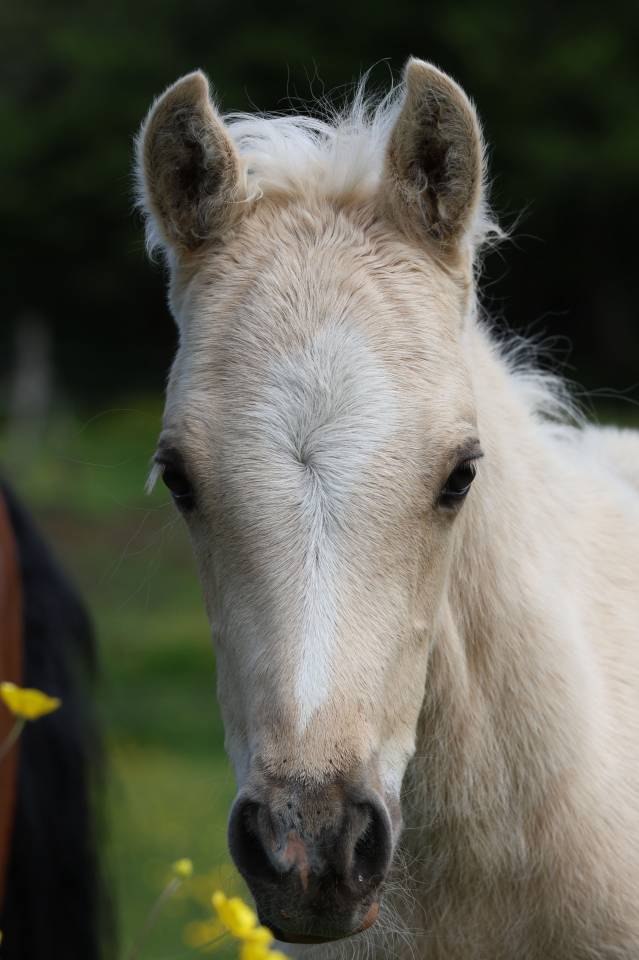 Puledro Welsh Poney (Sezione B) In vendita 2026 Palomino ,  WAXWING ORATOR