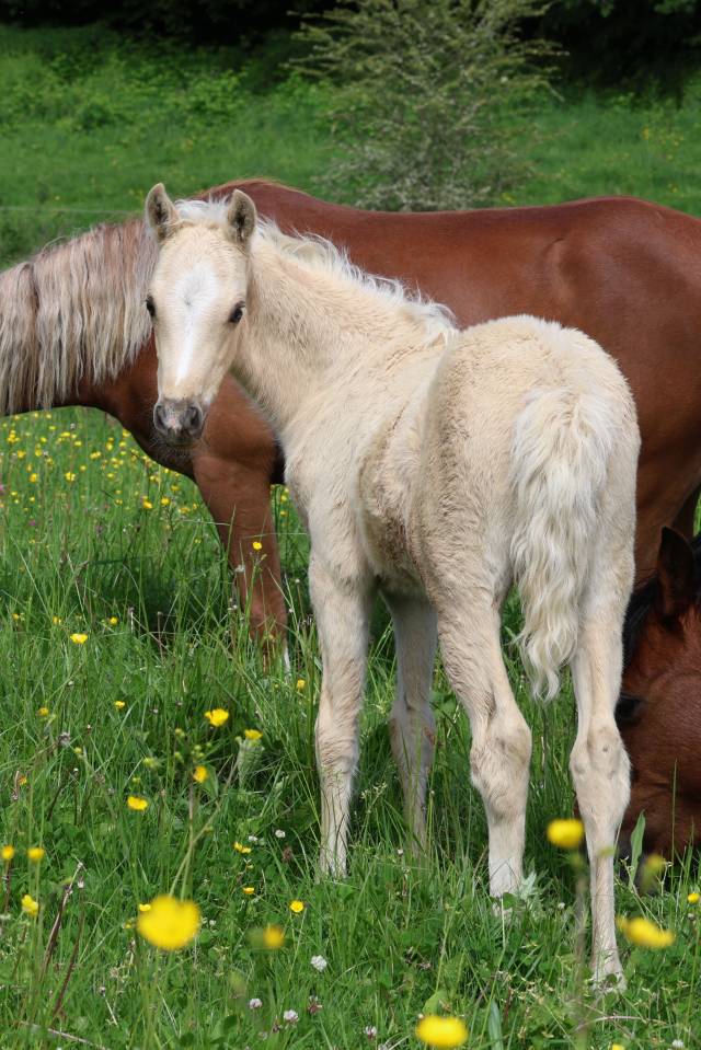 Puledro Welsh Poney (Sezione B) In vendita 2026 Palomino ,  WAXWING ORATOR