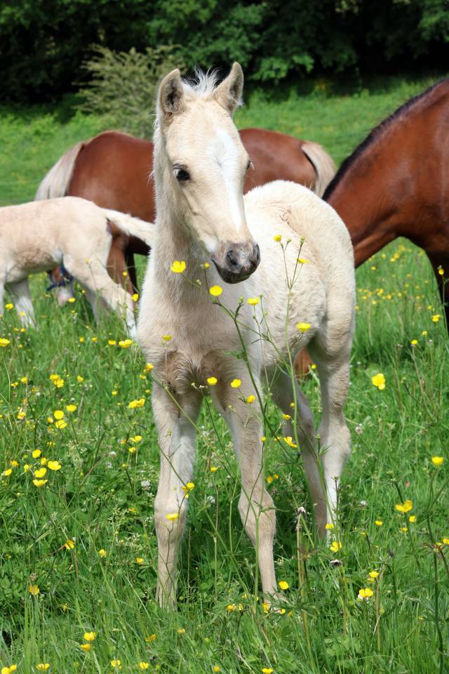 Puledro Welsh Poney (Sezione B) In vendita 2026 Palomino ,  WAXWING ORATOR