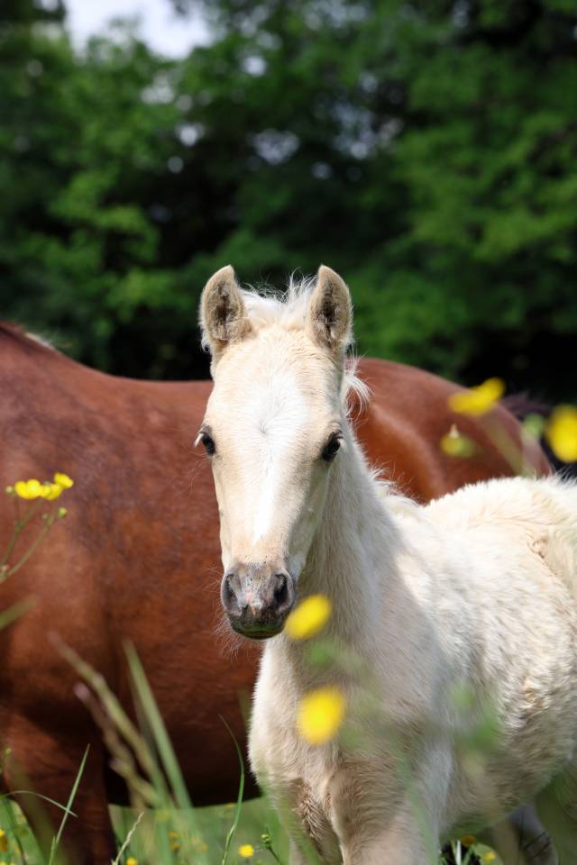 Puledro Welsh Poney (Sezione B) In vendita 2026 Palomino ,  WAXWING ORATOR