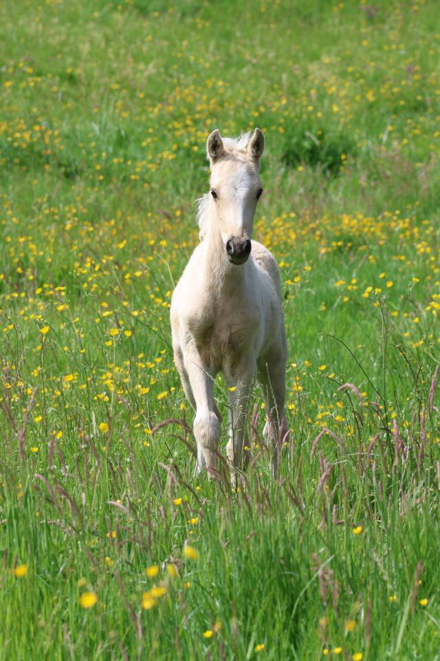 Puledro Welsh Poney (Sezione B) In vendita 2026 Palomino ,  WAXWING ORATOR