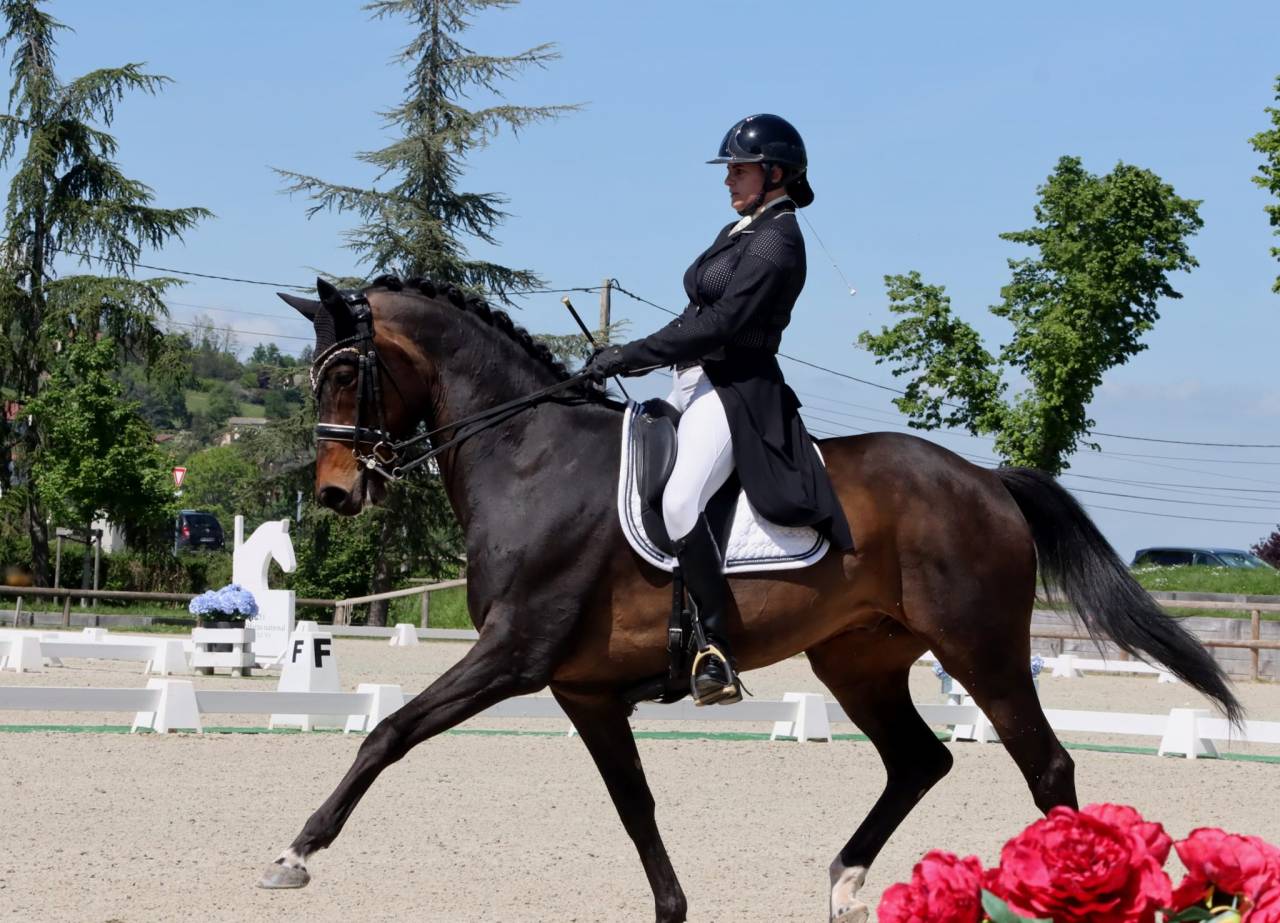 Castrone KWPN Cavallo da Sport Neerlandese In vendita 2012 Baio scuro