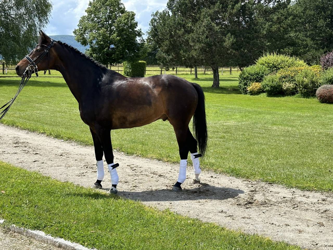 Castrone KWPN Cavallo da Sport Neerlandese In vendita 2012 Baio scuro