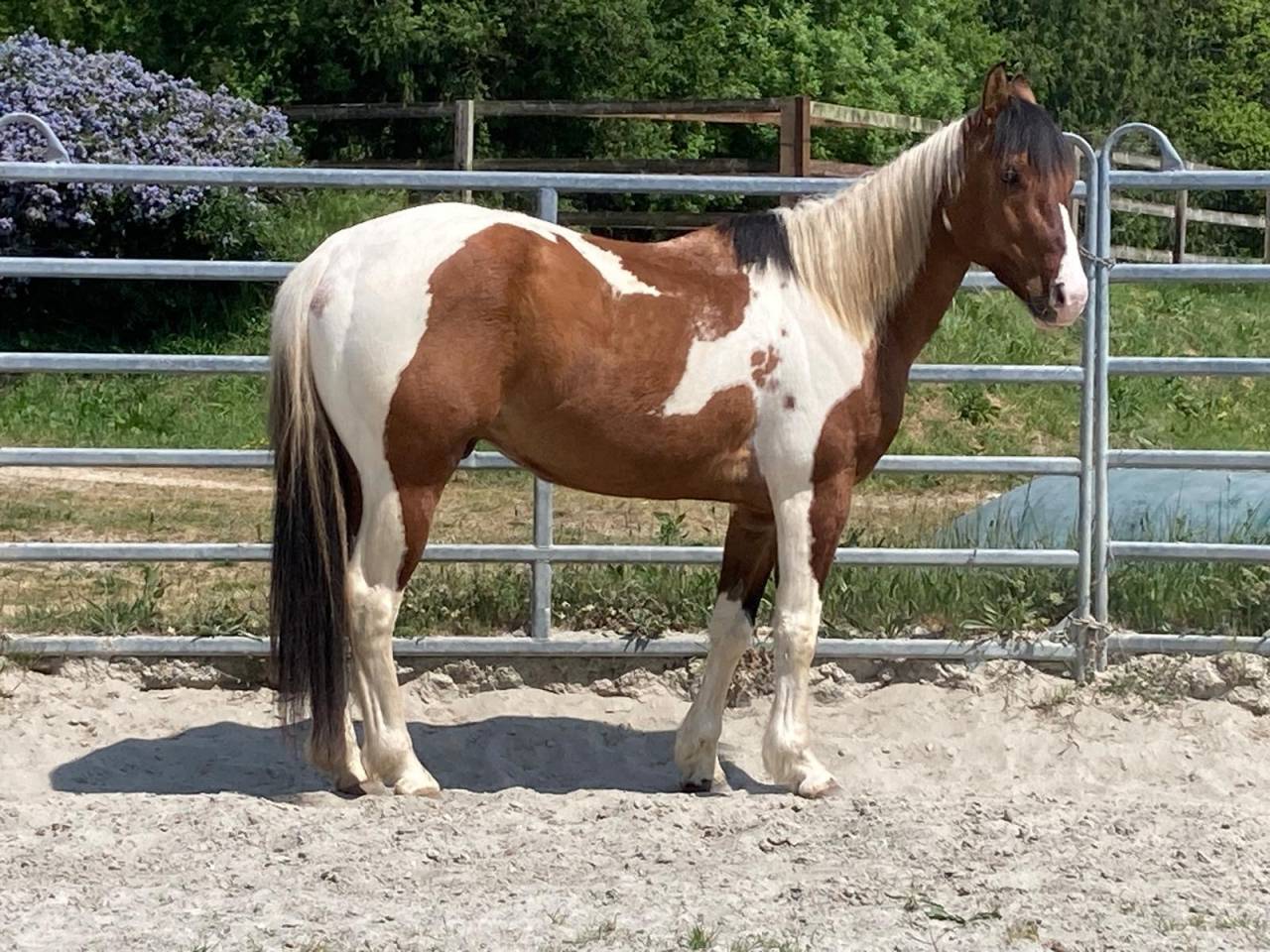 Castrone Paint Horse In vendita 2023 Pezzato
