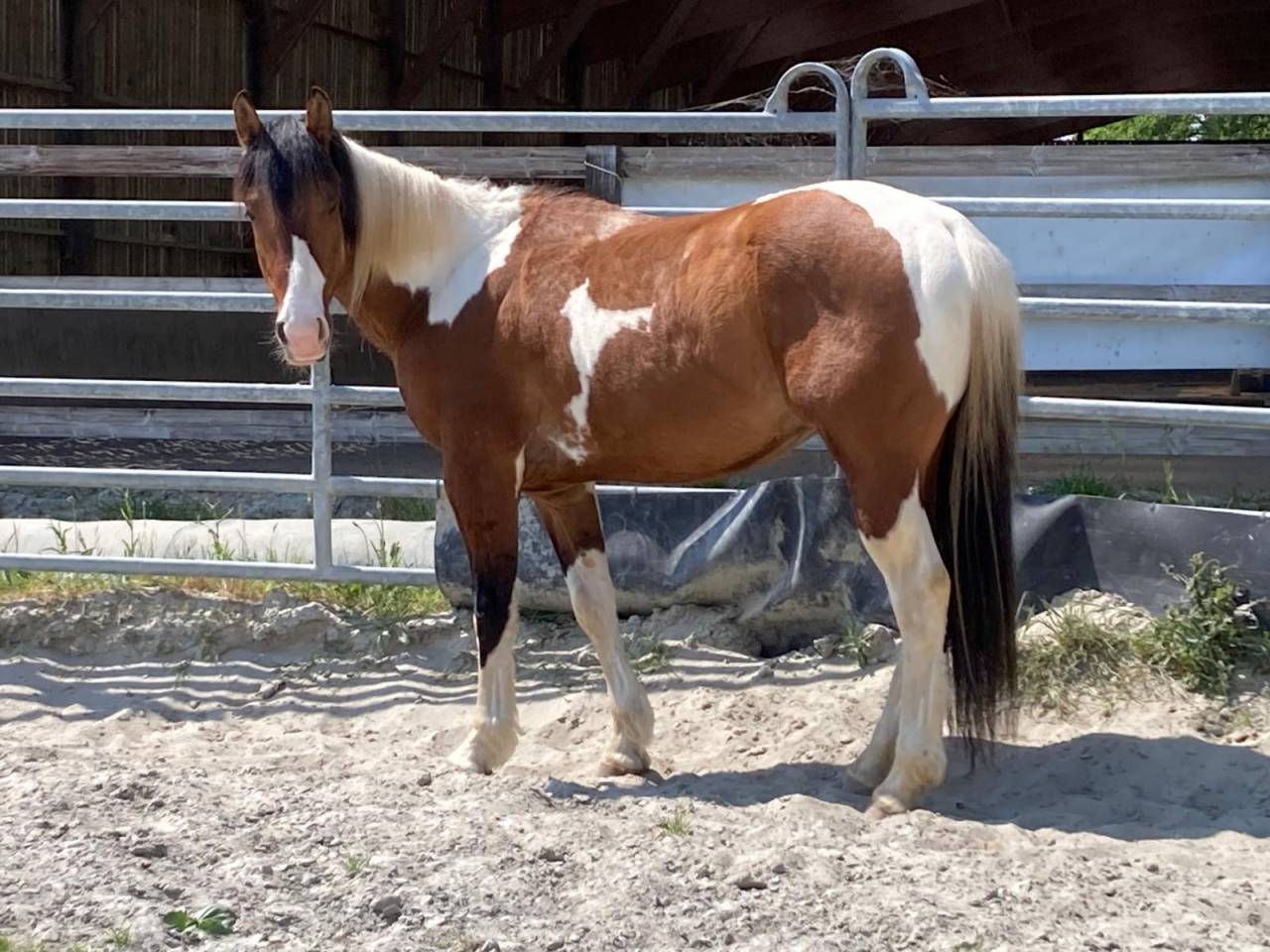 Castrone Paint Horse In vendita 2023 Pezzato