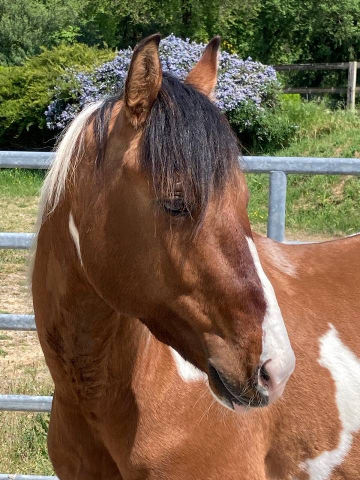 Castrone Paint Horse In vendita 2023 Pezzato