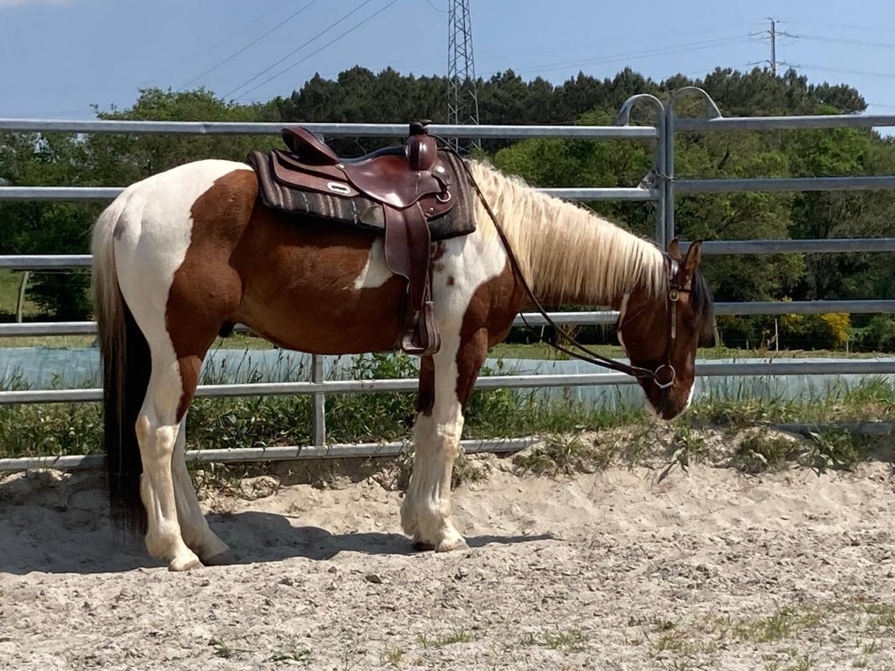 Castrone Paint Horse In vendita 2023 Pezzato
