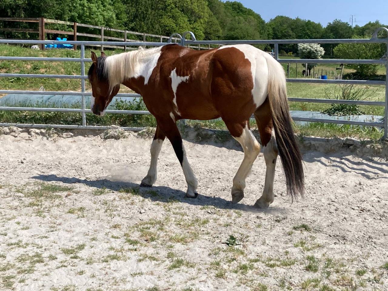 Castrone Paint Horse In vendita 2023 Pezzato