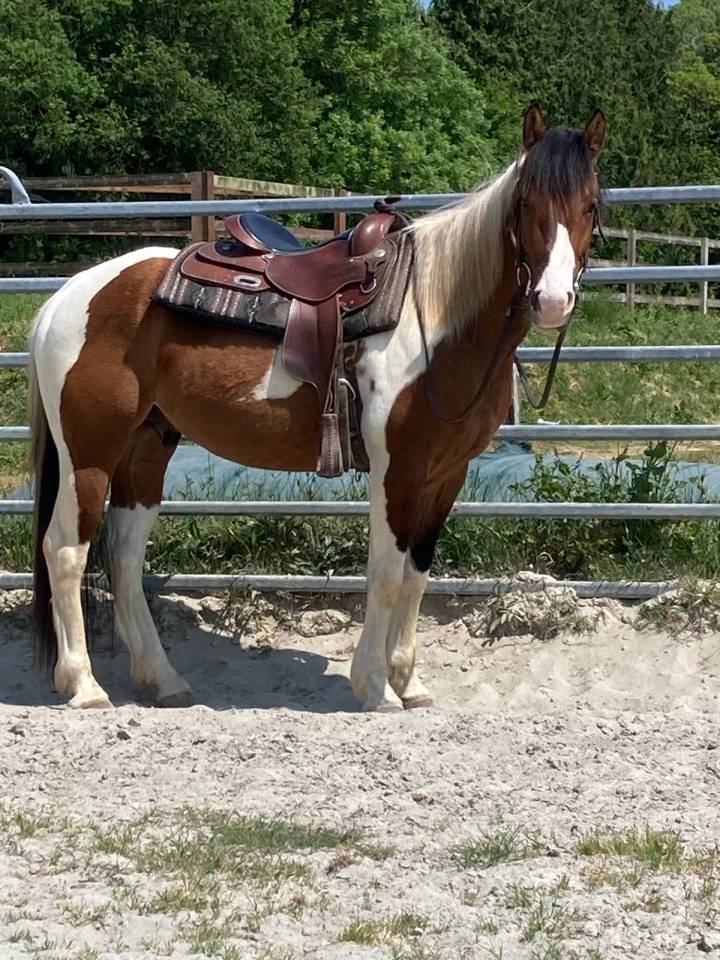 Castrone Paint Horse In vendita 2023 Pezzato