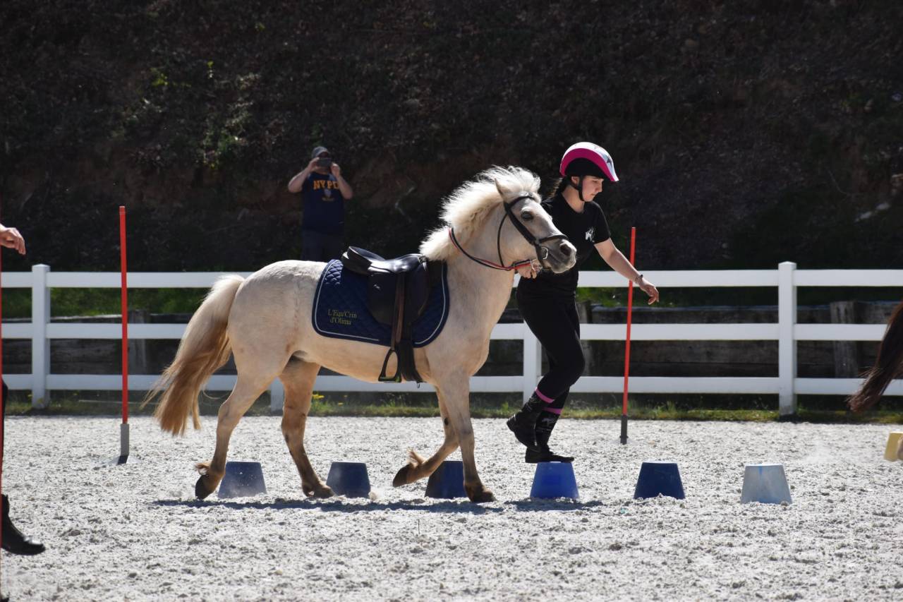 Cavalla Welsh Poney (Sezione B) In vendita 2015 Palomino