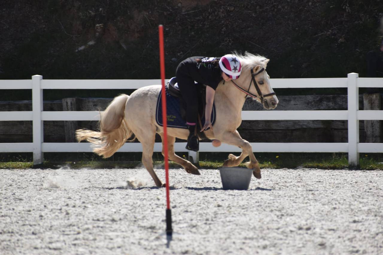 Cavalla Welsh Poney (Sezione B) In vendita 2015 Palomino