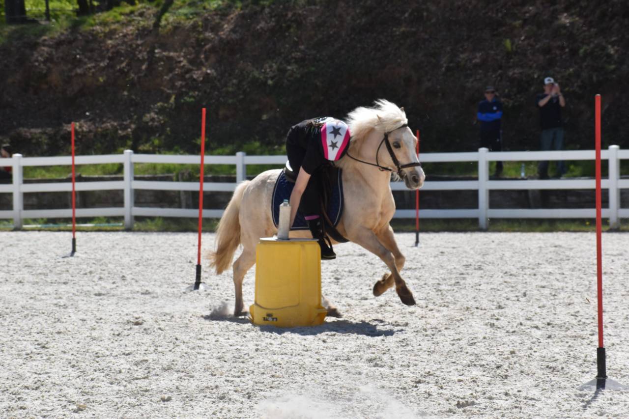 Cavalla Welsh Poney (Sezione B) In vendita 2015 Palomino