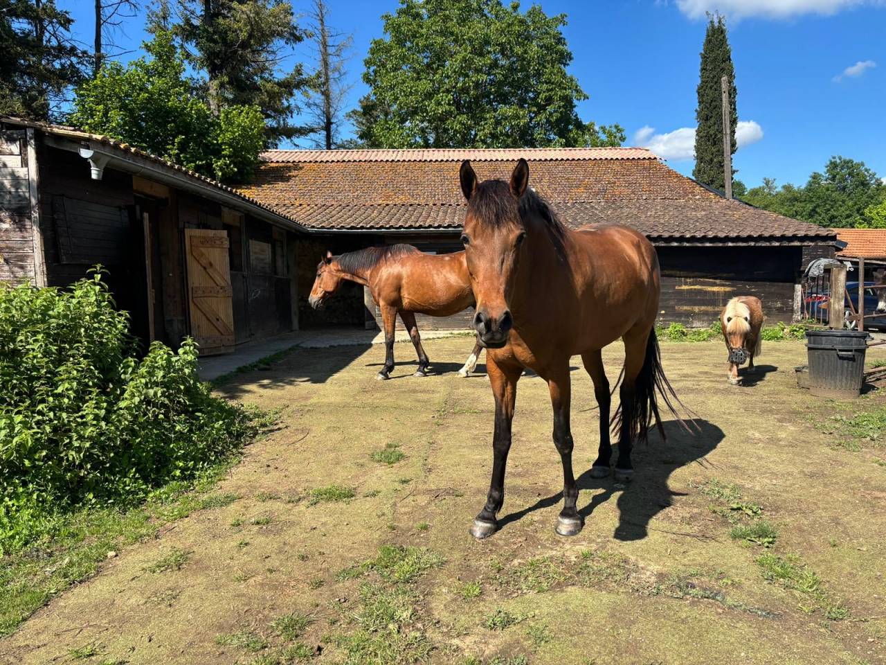 Propriet&agrave; equestre In vendita 