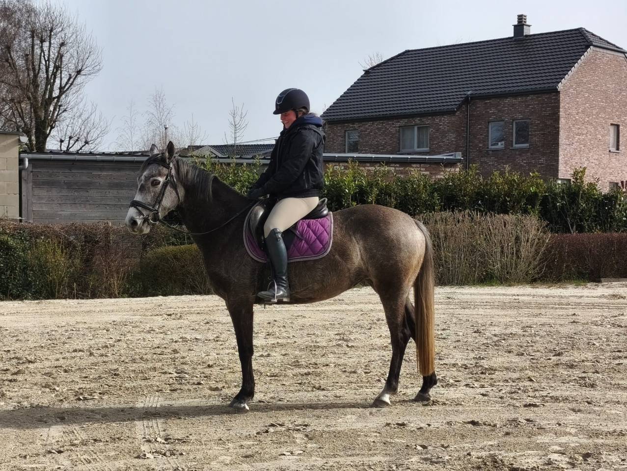 Cavalla KWPN Cavallo da Sport Neerlandese In vendita 2021 Grigio ,  da vinci du bois
