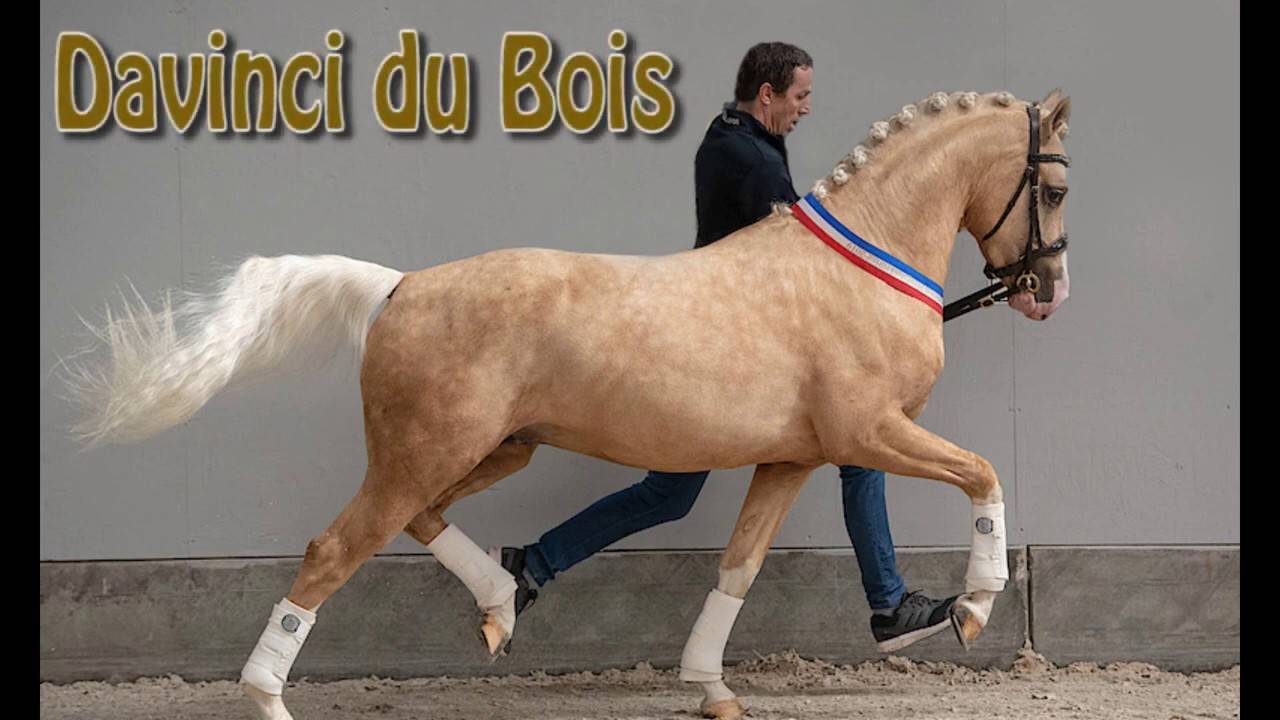 Cavalla KWPN Cavallo da Sport Neerlandese In vendita 2021 Grigio ,  da vinci du bois