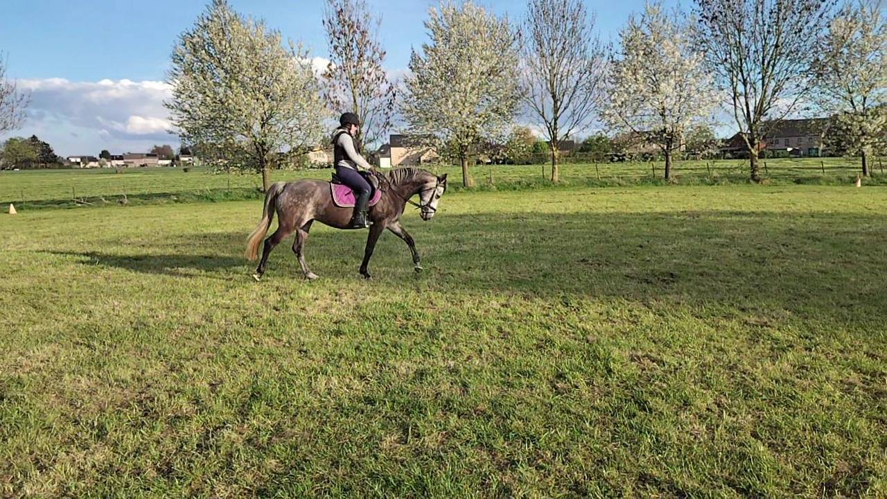 Cavalla KWPN Cavallo da Sport Neerlandese In vendita 2021 Grigio ,  da vinci du bois