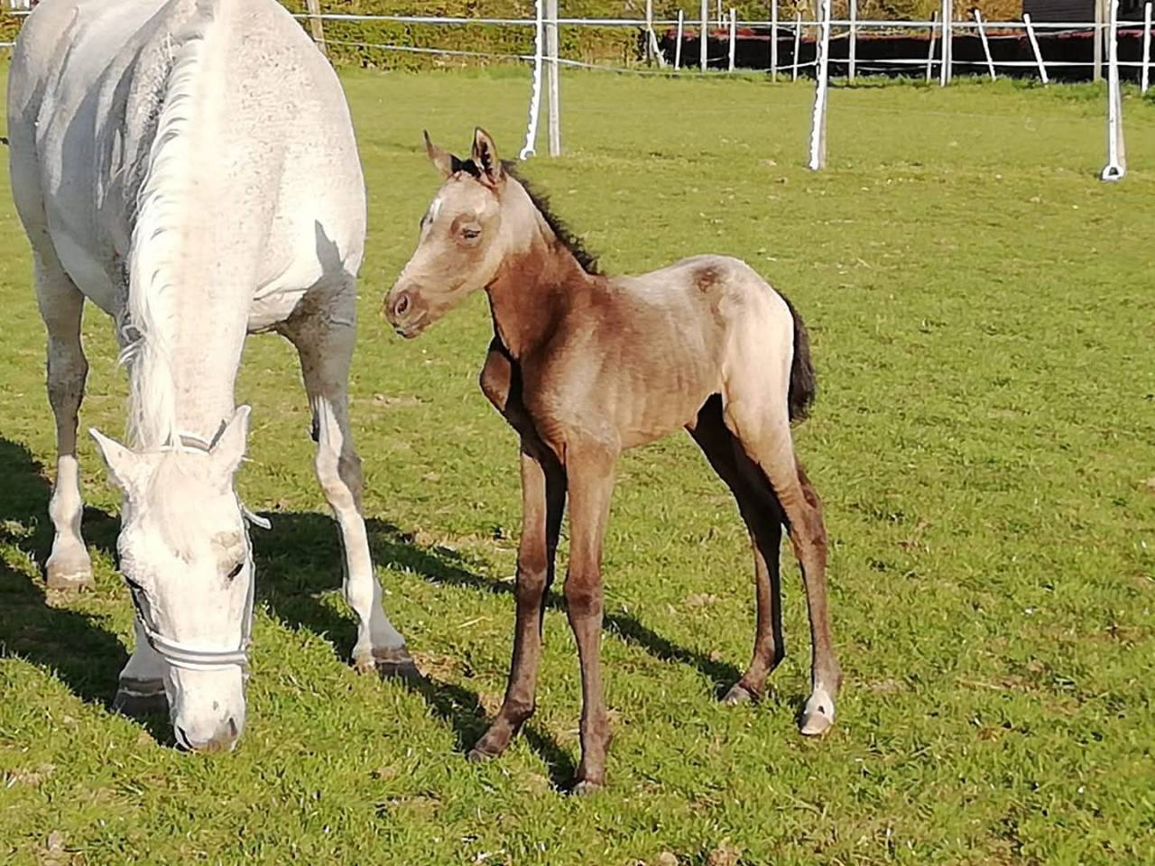 Cavalla KWPN Cavallo da Sport Neerlandese In vendita 2021 Grigio ,  da vinci du bois