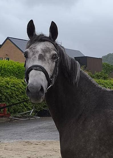 Cavalla KWPN Cavallo da Sport Neerlandese In vendita 2021 Grigio ,  da vinci du bois