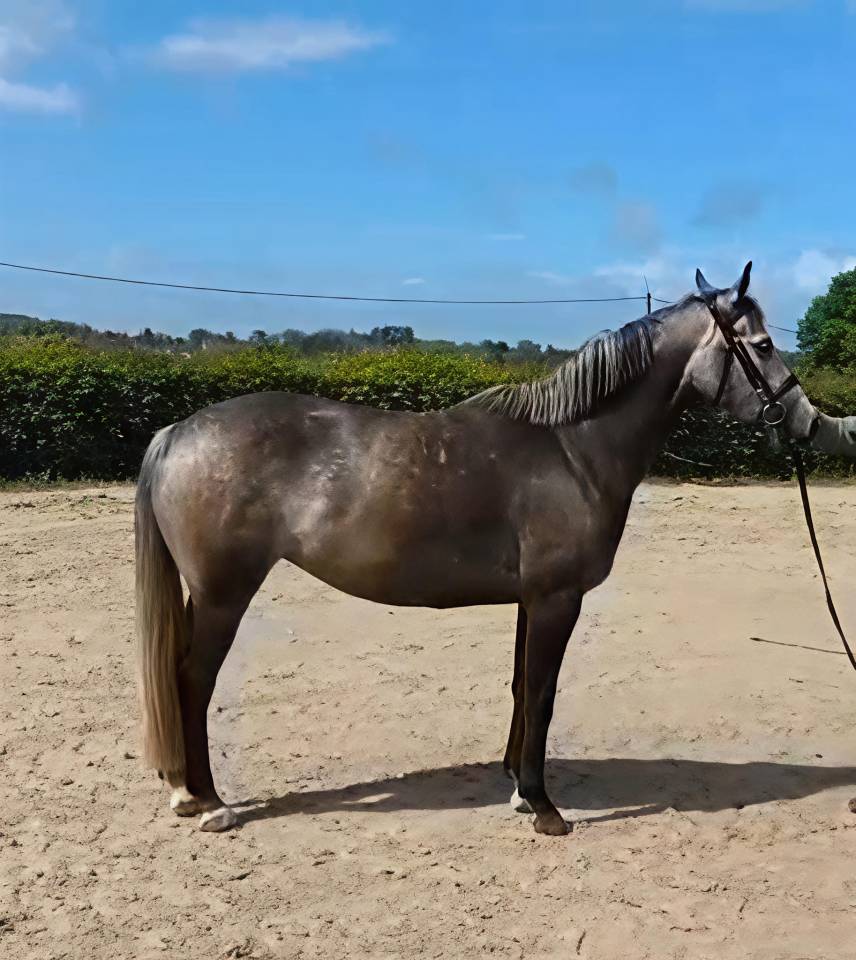 Cavalla KWPN Cavallo da Sport Neerlandese In vendita 2021 Grigio ,  da vinci du bois