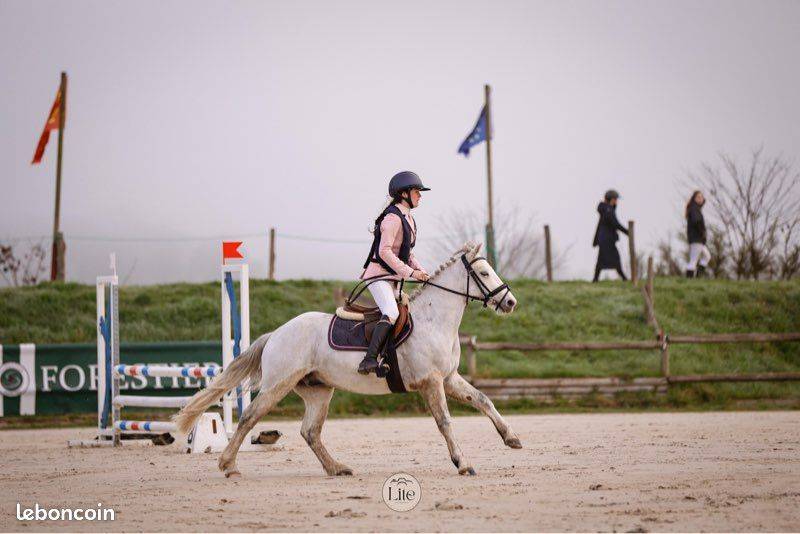 Castrone Connemara In vendita 2021 Grigio ,  Gershwin ar kamen