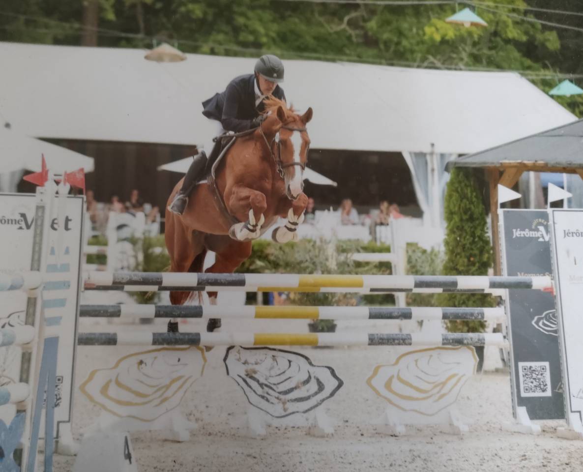 Cavalla Sella Francese In vendita 2015 Sauro ,  QUINTUS d'09
