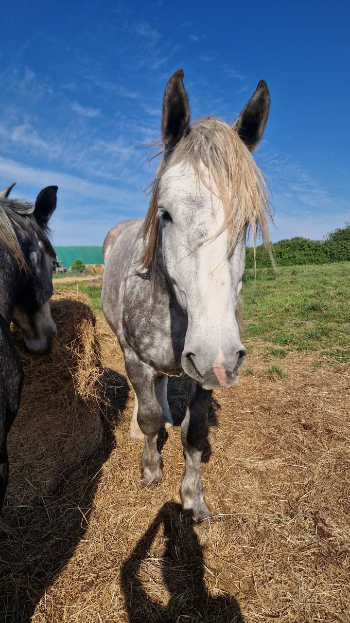 Castrone Percheron In vendita 2022 Grigio ,  Velour d'ecor
