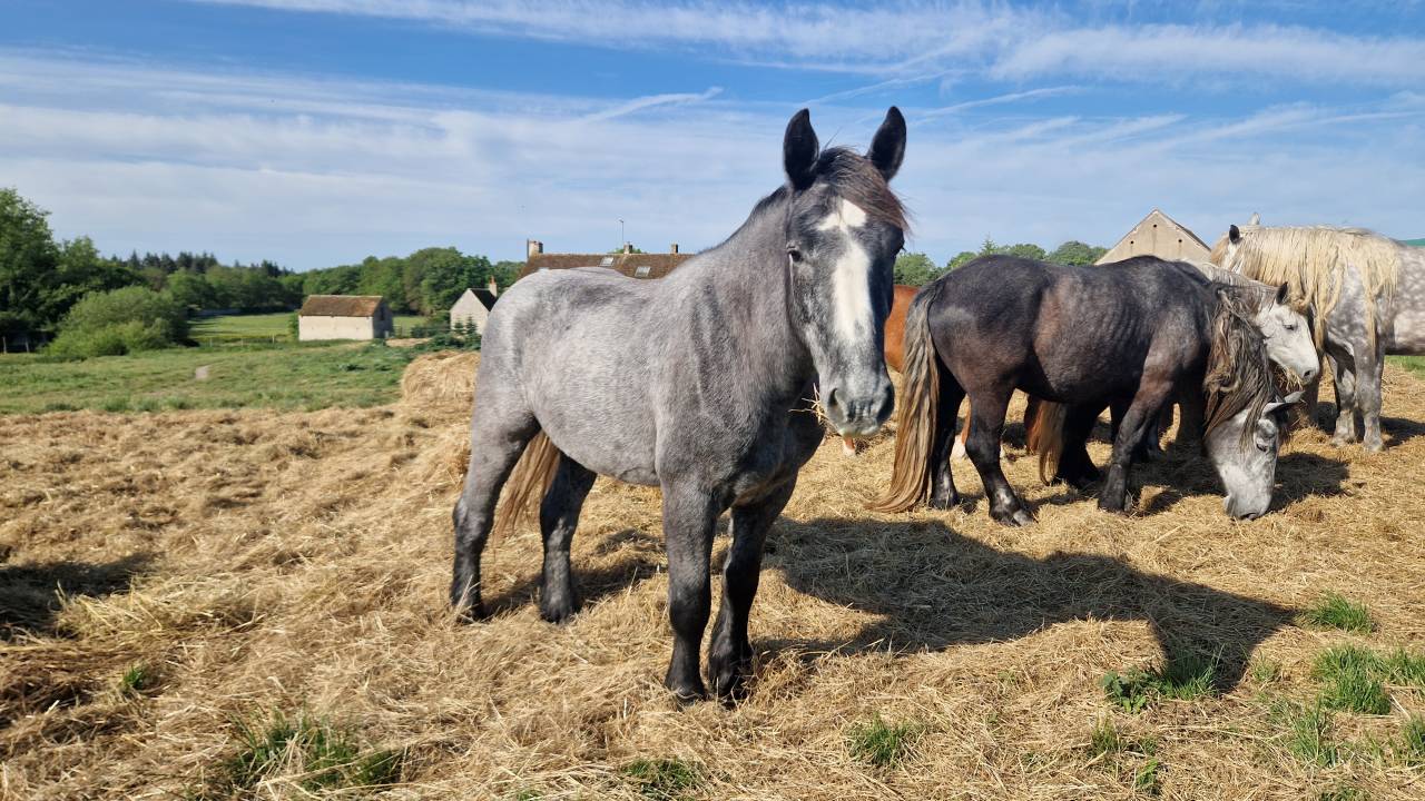 Castrone Percheron In vendita 2022 Grigio ,  Velour d'ecor
