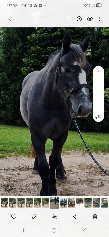 Castrone Percheron In vendita 2022 Grigio ,  Velour d'ecor